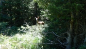 PICTURES/Swiftcurrent Pass Trail/t_Deer1.JPG